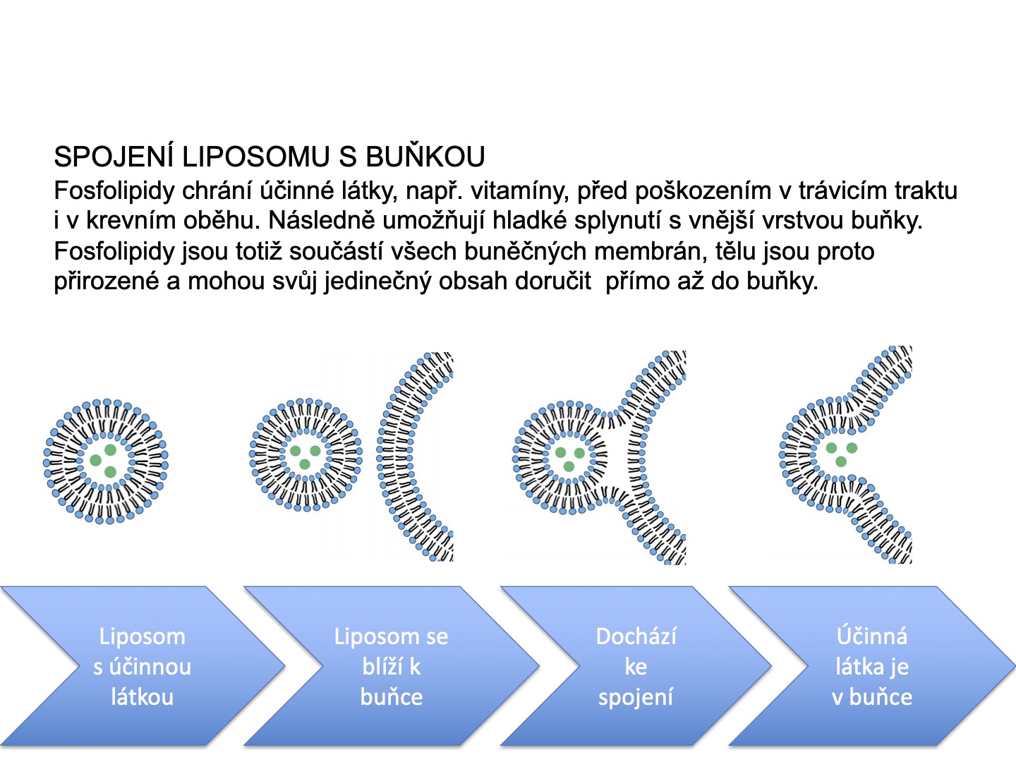 Spojení Liposomu s buňkou B12